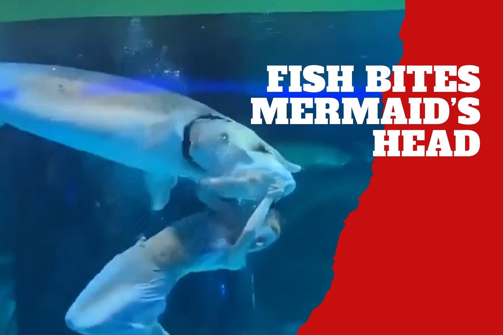 Terrifying! Giant fish bites mermaid's head in aquarium attack