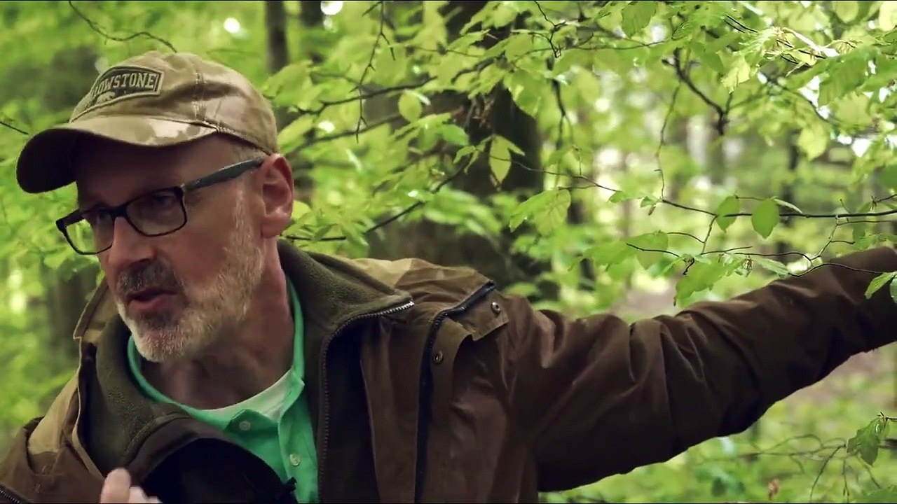 Das geheime Leben der Bäume