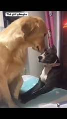 Pet Paradise TV