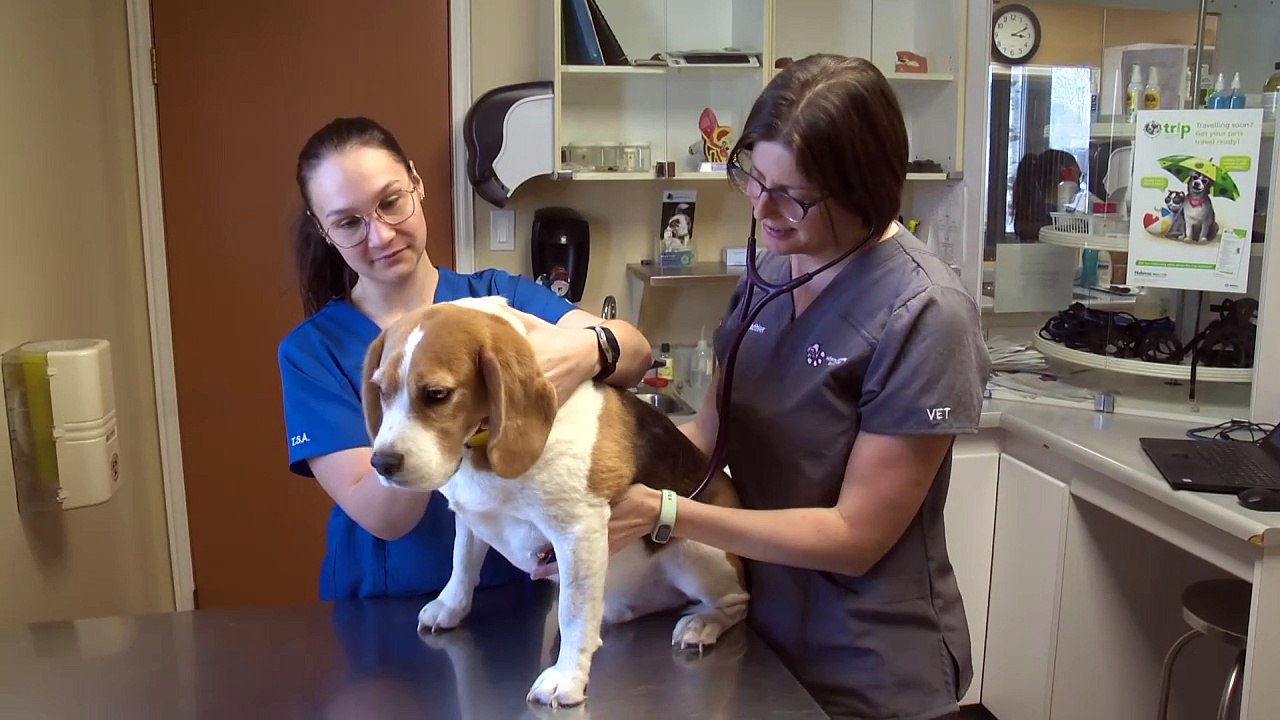 ED 29 janv TOPO 2 virus chien