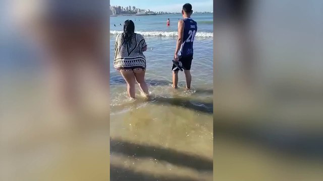 Apareció un tiburón en Mar del Plata