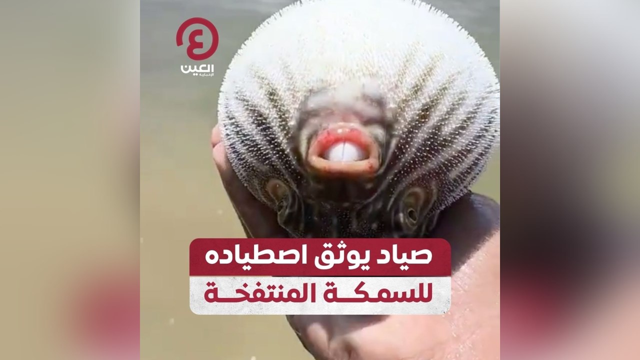 صياد يوثق اصطياده للسمكة المنتفخة