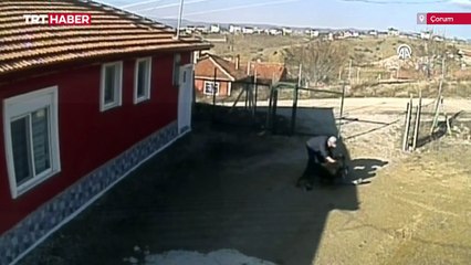 Çorum'da köpeğin saldırdığı 3 kişi yaralandı