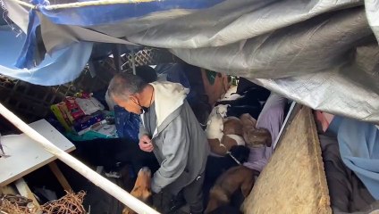Piden ayuda para trasladar a 70 perros a nuevo refugio en Tijuana
