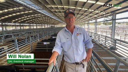 Big cattle numbers continue to put pressure on prices at Naracoorte