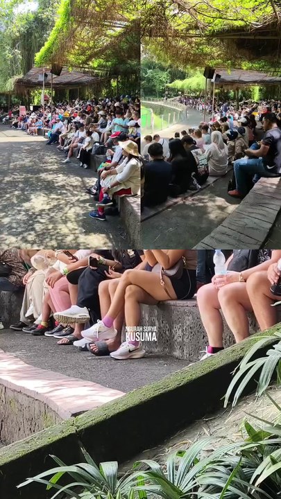 Tiger Show