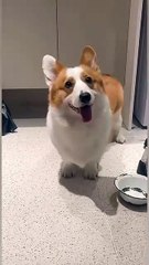 Dogs can also lose skin just like this🤣