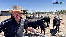 Francs Angus stud Beef Week