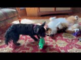 Sheltie Loves to Lie Upside Down While Playing With His Toys