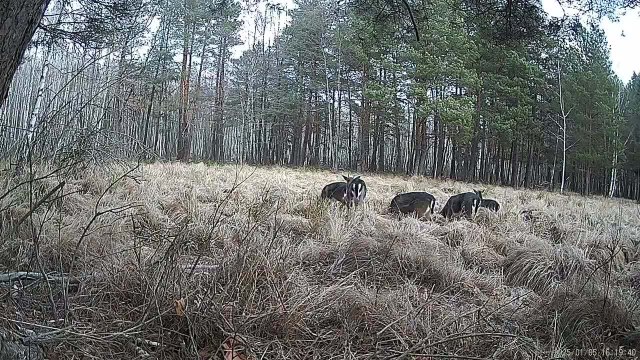 Herd of Deer Is Grazing in Forest During Winter