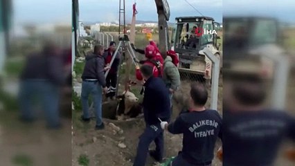 Balıkesir’de Kuyuya Düşen İnek Vinçle Kurtarıldı