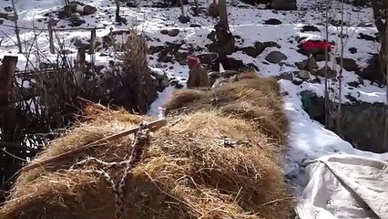 Şehirlerde yaşayanlar bilmez... Türkiye'nin gerçek Eskimoları bambaşka bir Türkiye'yi yaşıyor