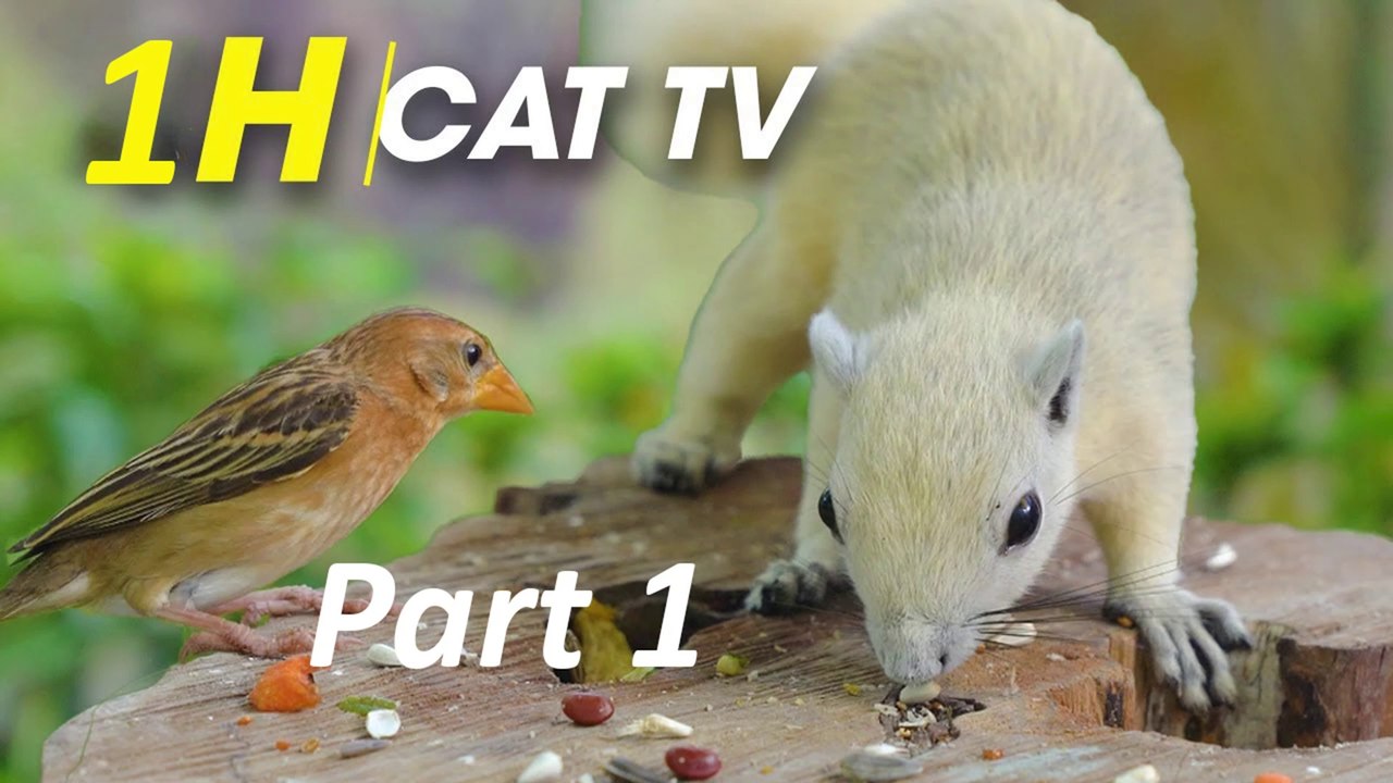 For Cats- Playful Birds Chipmunks Squirrels - Birds For Cats To Watch - CatTV Central