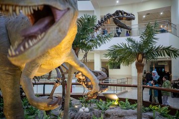 Milyonlarca yıl öncesi burada sergileniyor: Maraş Fili, balina iskeleti, dinozor...