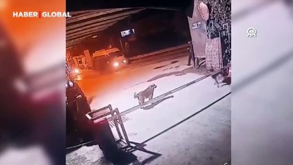 Sahipsiz köpeklerden bir ayda aynı yerde iki saldırı!