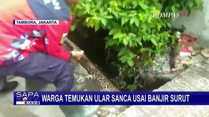 Ular Sanca 4 Meter Ditemukan di Gorong-Gorong Tambora, Damkar Turun Tangan