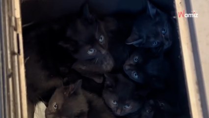 Woman opens abandoned crate in parking lot and sees 12 eyes staring back (video)