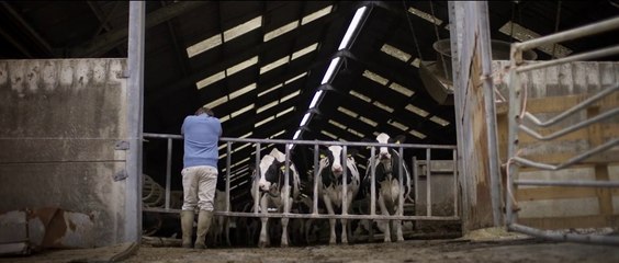 Wilding, el regreso de la naturaleza - Tráiler español