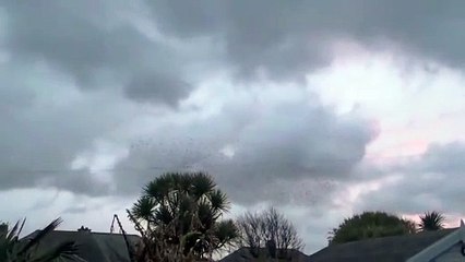 People wowed by Starling murmuration spectacle in Newquay