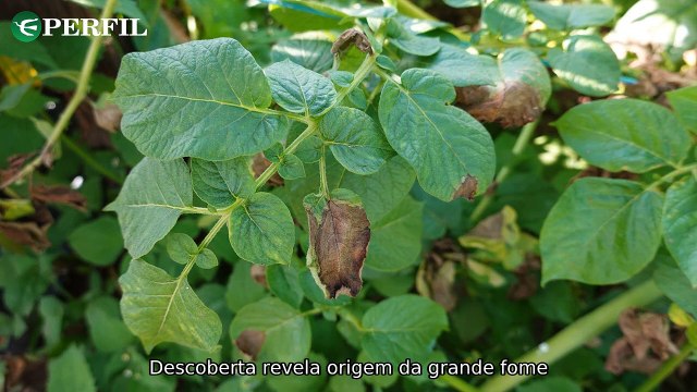 Descobertas Incríveis: Batata dos Andes, Anéis de Terra Australiana e Fóssil de Dinossauro Horridus