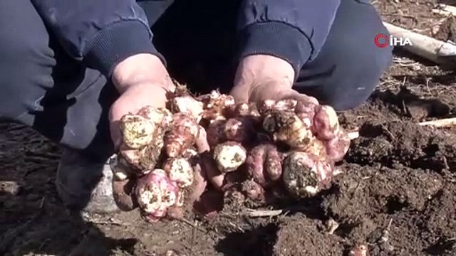 Türkiye'nin doğada kendi kendine yetişen şifa deposu bir girişimciyi kendi işinin patronu yaptı