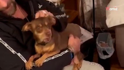 8 ans après la disparition de son chien, il reçoit un coup de téléphone ahurissant d'un vétérinaire (vidéo)