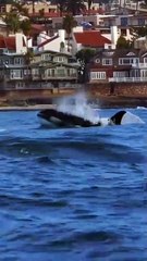 Unique Friendship! Spectacular Attraction of Orca Whales and Dolphins in the Open Sea" 🐬🐋