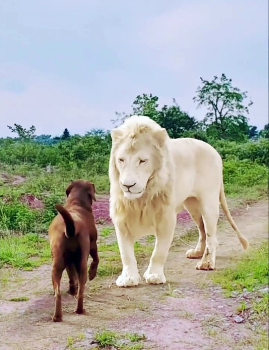 Lion And Dog Comedy