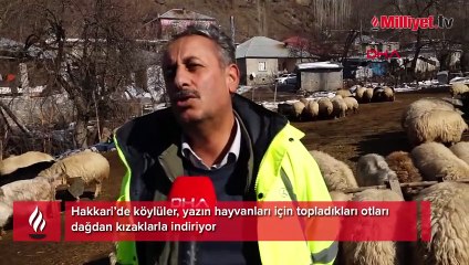 Hakkari dağlarında depolanıyor: Sadece yürüyerek gidilebiliyor, kızaklarla taşıyorlar