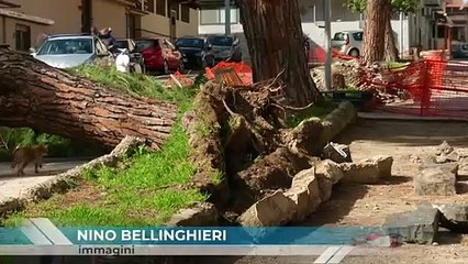 Albero collassa  a S. Matteo