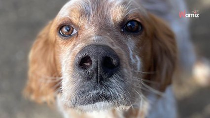 Malgré 5 ans de maltraitance, ce chien est resté affectueux et doux : il cherche ceux qui lui feront oublier son passé