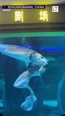 Segundos de terror  Un pez enorme mordió  la cabeza de una mujer