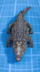 Comment neutraliser un alligator