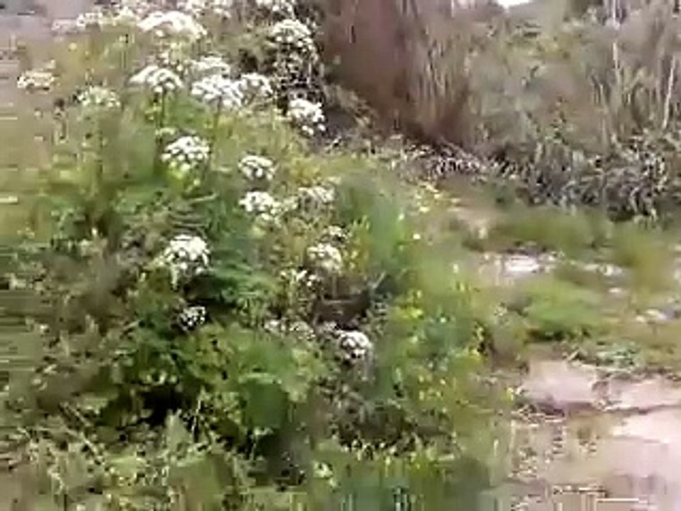 Africa in  Arruda dos Vinhos IIpznNf4t54 540p [ovI5syk9lHk]