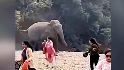 Must See! Elephant Shows Up and Charges Picnic Area