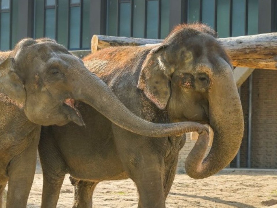 Trauer im Berliner Zoo: Elefant Victor überraschend gestorben