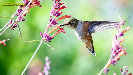 How Do Hummingbirds Fly