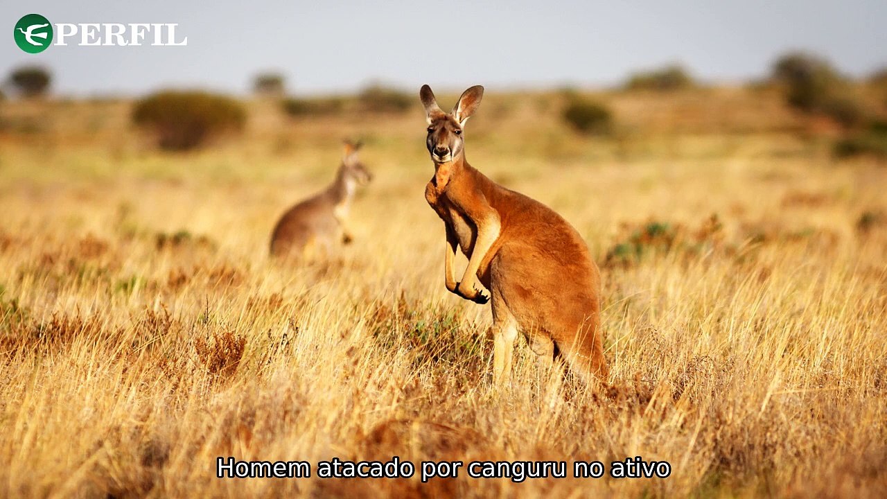 "Herói sobrevive a ataque de canguru e testemunha acidente aéreo com campeões mundiais de patinação"