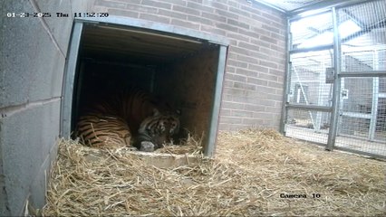 Exciting News! West Midlands Safari Park Welcomes New Sumatran Tiger Triplets 🐅