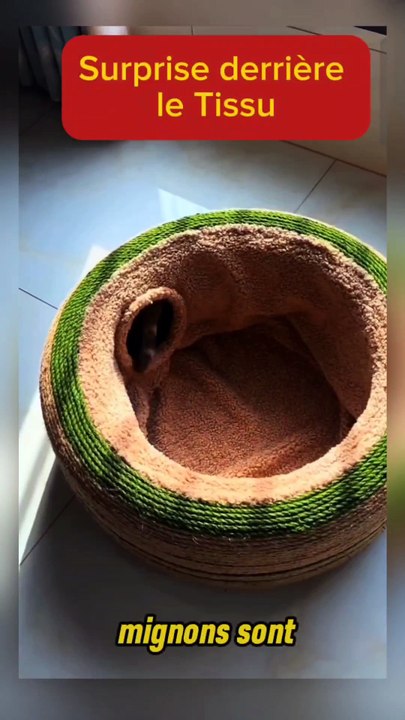Surprise derrière le Tissu
