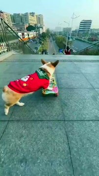 #dog #skate #sport #sportlover #gym #fun #sn2sg #high #sunnight #skills #sunnightmusic #havefun #lallegresseduprintemps #enjoy #sunnightpop #skateboarding #rider #doglove #cute #run #animal #stairs #challenge #happy #healingjourney