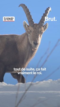 Avec le photographe des neiges sur les traces du roi de la montagne