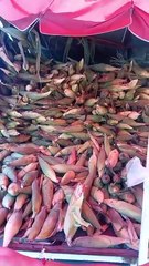 Comenzó la venta de choclos en Avenida San Martin y General Paz