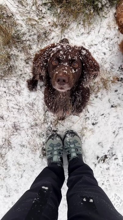 Funny Dogs