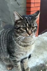 Funny animal 😼#cats #shorts #funnyanimals