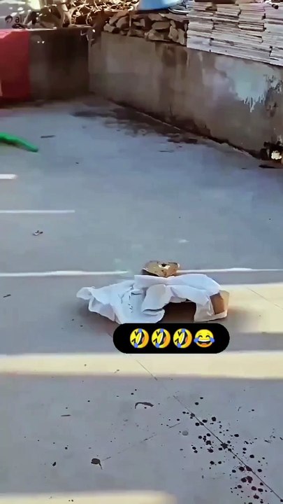 مقلب القرد