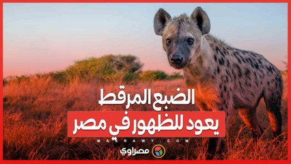 بعد 5 آلاف عام.. الضبع المرقط يعود للظهور في مصر