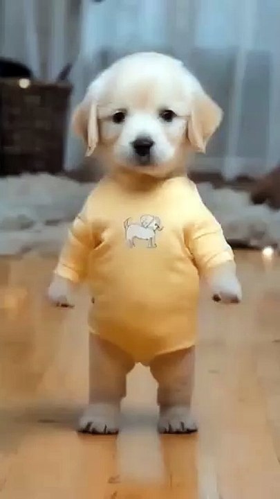 Dancing Paws: Amazing Dog Dance Moves