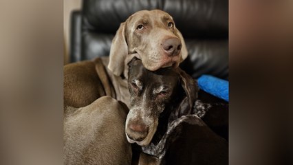 Senior dog gets new lease on life after pup joins family – now they're best friends