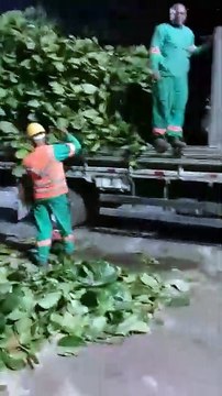 Moradora denuncia suposta retirada de árvore histórica na orla de Salvador; assista